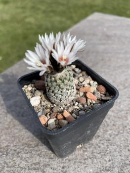 Turbinicarpus valdezianus
